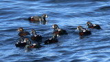 Harlequin Duck - Histrionicus histrionicus