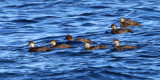 Black Scoters - Melanitta americana