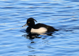 Tufted Duck - Aythya fuligula