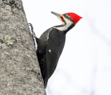 Pileated Woodpecker - Dryocopus pileatus