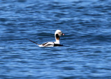 Long-tailed Duck - Clangula hyemalis