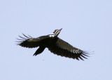 Pileated Woodpecker - Dryocopus pileatus