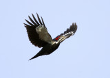 Pileated Woodpecker - Dryocopus pileatus