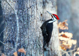 Pileated Woodpecker - Dryocopus pileatus