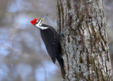 Pileated Woodpecker - Dryocopus pileatus