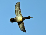 Ring-necked Duck - Aythya collaris