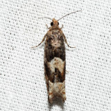 Pseudexentera sp. *