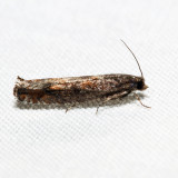 3255 - Pseudexentera kalmiana *