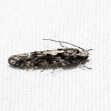 1828 - Coleotechnites quercivorella *
