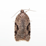 3523 - Acleris cornana?*