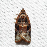 3597 – Red-banded Leafroller - Argyrotaenia velutinana*
