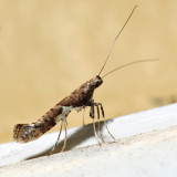 0639 - Caloptilia stigmatella *