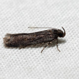 Filatima sp. *
