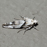 1851 - Stripe-backed Moth - Arogalea cristifasciella *