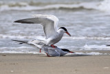 Common Tern - Sterna hirundo