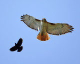 Red-tailed Hawk chased by a Red-winged Blackbird