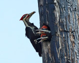 Pileated Woodpecker - Dryocopus pileatus