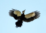 Pileated Woodpecker - Dryocopus pileatus