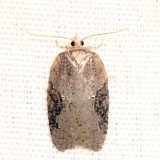 Acleris sp. 6.25.1
