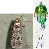 2119 - Chionodes thoraceochrella (female)