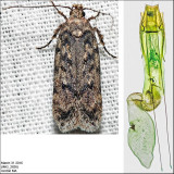 2058.5 - Chionodes baro (female)