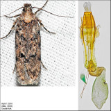 2058.5 - Chionodes baro (female)