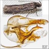 Filatima sp. 3026.jpg
