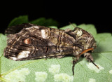 7983 - Oblique Heterocampa - Heterocampa obliqua