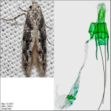1828 - Coleotechnites quercivorella