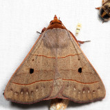 8587 - Red-Lined Panapoda - Panopoda rufimargo