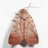 10902 - Forbes's Dart - Anicla forbesi