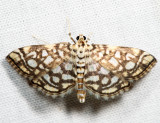5250 – Bog Lygropia – Lygropia rivulalis