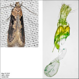 2093 - Chionodes mediofuscella