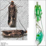 Chionodes sp. IMG_3130.jpg