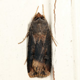 10663 - Ipsilon Dart - Agrotis ipsilon