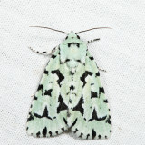 9281- Green Marvel - Acronicta fallax