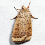 11029 - Greater Red Dart - Abagrotis alternata