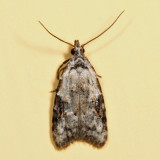2315 - Currant Fruitworm Moth - Carposina fernaldana