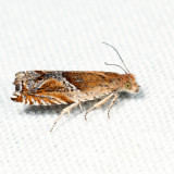 3374 - Strawberry Leafroller - Ancylis comptana