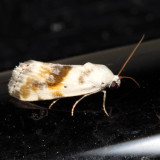 9090 - Olive-shaded Bird Dropping Moth - Ponometia candefacta