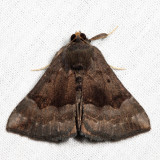 8447 - Gray-edged Hypena - Hypena madefactalis