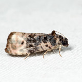 2860 - Pink-washed Leafroller - Metendothenia separatana