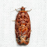 3603 – Jack Pine Tube Moth – Argyrotaenia tabulana