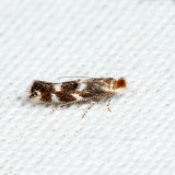 0527 - Bucculatrix speciosa
