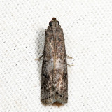 5926 - Elm Leaftier - Canarsia ulmiarrosorella