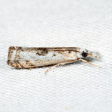 5422 – Microcrambus minor