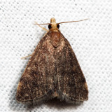 5117 - Merrick's Pyralid - Loxostegopsis merrickalis
