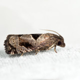 3203 – Brighton's Epiblema – Epiblema brightonana