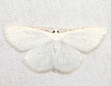 6270 - Virgin Moth - Protitame virginalis