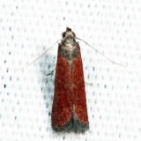 6029 – Varneria postremella